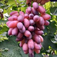 Саджанець Виноград Ася (щеплений) в контейнері